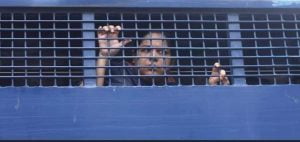 Rozina Islam prothom alo prison van